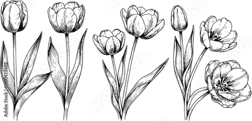 Set of many tulip flowers -black and white vector
