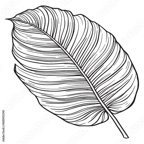 Tropical green palm leaf line art calm peaceful nature