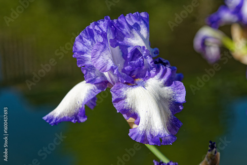 Iris 