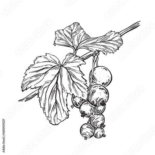 Black currant twig with berries bunch and leaves botanical vector illustration. Isolated black and white drawing sketch. Hand drawn ink of garden plant for farmers, package, cosmetic, textile