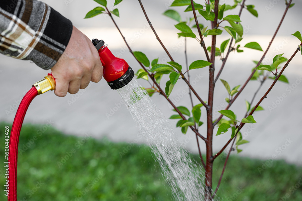 Fototapeta premium Watering garden trees, a man waters plants with a hose 