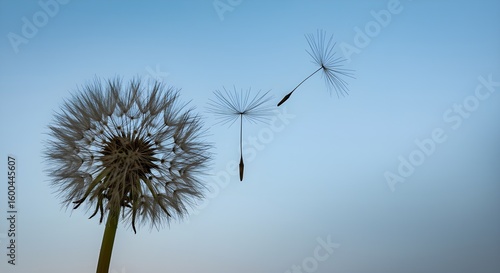 Wallpaper Mural Close up of a dandelion seed head with seeds blowing in the wind against a soft blue sky Torontodigital.ca