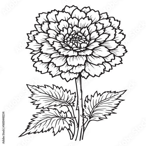 Ageratum line art garden inspiration nature artistic design