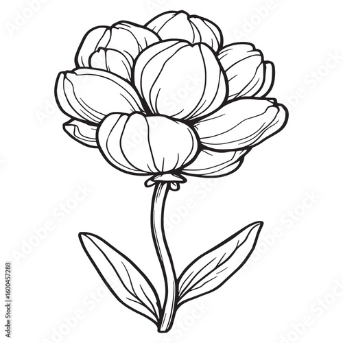 Balloon Flower line art graceful petals pure gentle flow