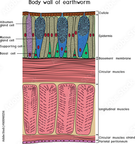 Body wall of earthworm structure diagram for biology lessons