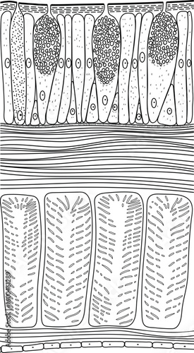 Coloring page with body wall of earthworm structure diagram for biology lessons