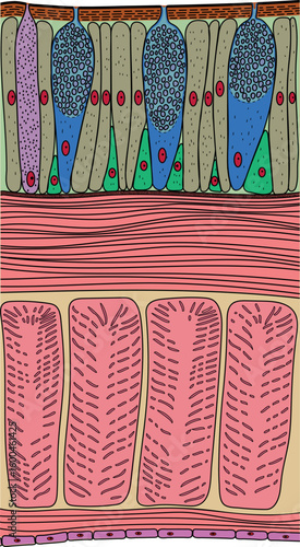 Body wall of earthworm structure diagram for biology lessons