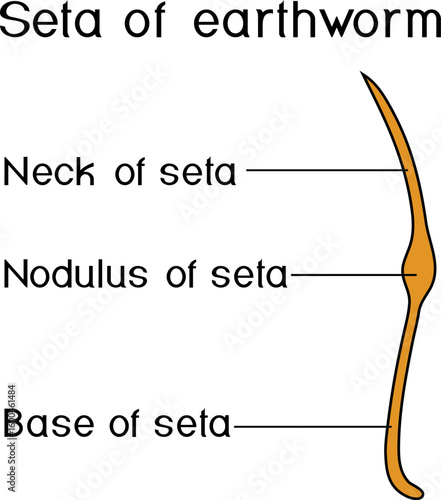 Structure diagram of seta of earthworm for biology lessons