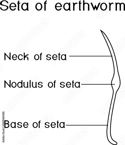 Coloring page with structure diagram of seta of earthworm for biology lessons
