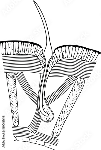 Structure diagram of seta of earthworm for biology lessons
