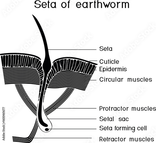 Structure diagram of seta of earthworm for biology lessons