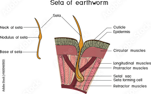 Structure diagram of seta of earthworm for biology lessons