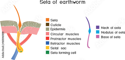 Structure diagram of seta of earthworm for biology lessons
