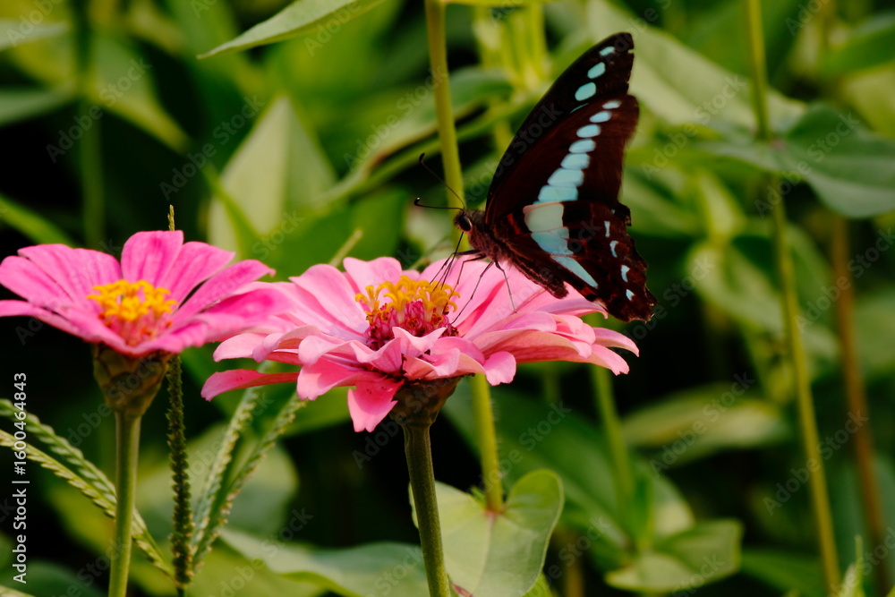 Obraz premium butterfly on flower