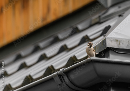 Obraz na plátne Black sheet metal on the roof of the house, with a sparrow bird sitting on it