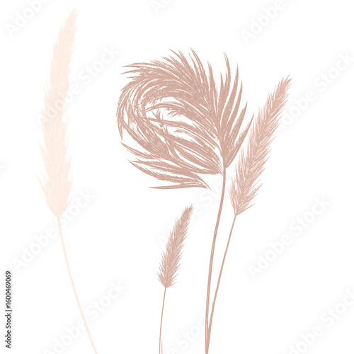 Decorative dried grasses against black background