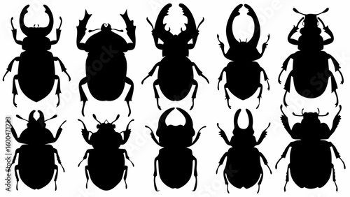 Silhouette illustration of ten different beetle species arranged in two rows of five beetles
