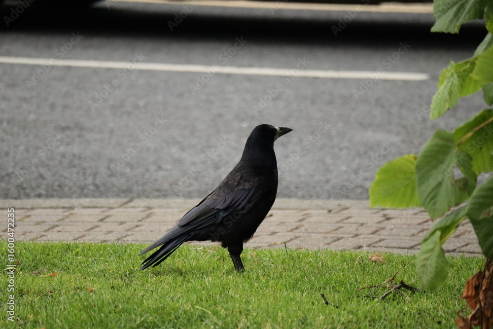 Obraz premium Solitary Black Crow Standing on Urban Sidewalk Grass Near Roadside – Close-up of Wild Bird in City Environment with Natural Light, Wildlife in Urban Area, Nature Meets Civilization Photography