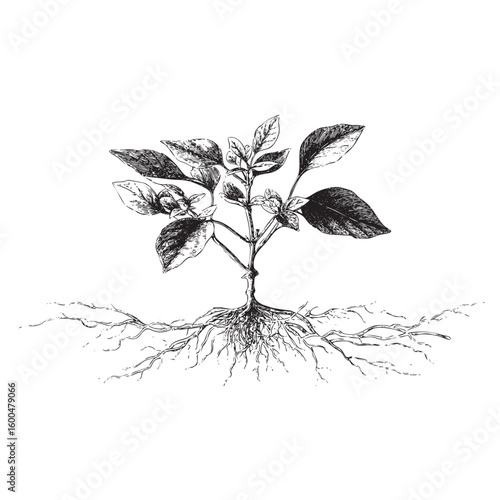 Botanical illustration of a plant with detailed roots and leaves