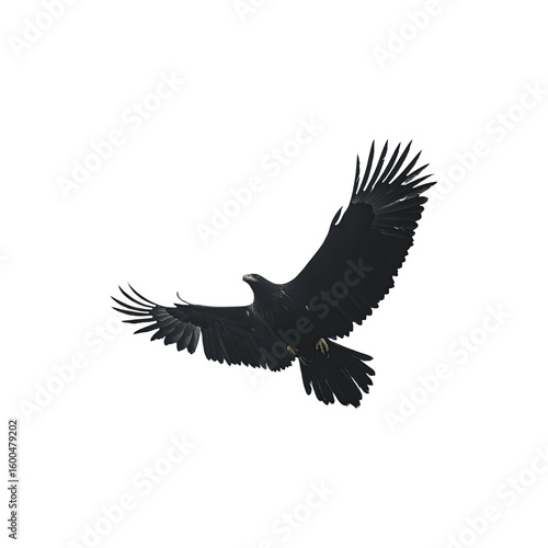 Black silhouette of an eagle in flight isolated on white background