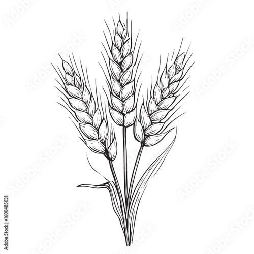Elegant wheat ears illustration for agrarian themes and designs