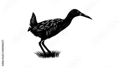 Mangrove Rail bird, black isolated silhouette