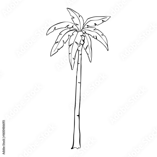 Palm tree Hand Drawn Ink silhouette. Summer Beach Palm Trees Exotic Paradise Vector Illustration.