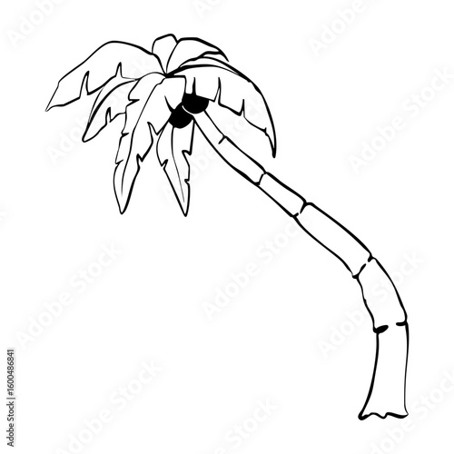 Palm tree Hand Drawn Ink silhouette. Summer Beach Palm Trees Exotic Paradise Vector Illustration.