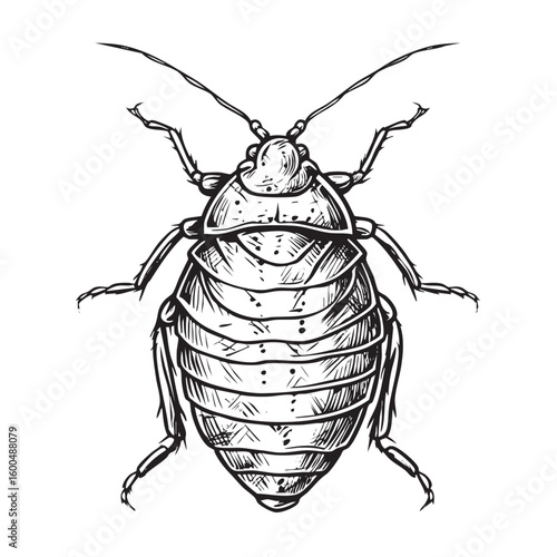 Bed bug sketch highlighting its unique features and anatomy