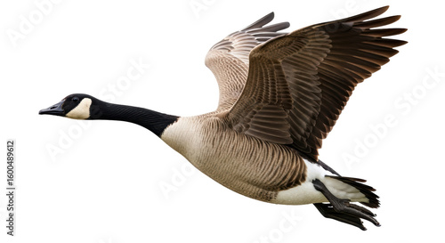Isolated Flying Goose