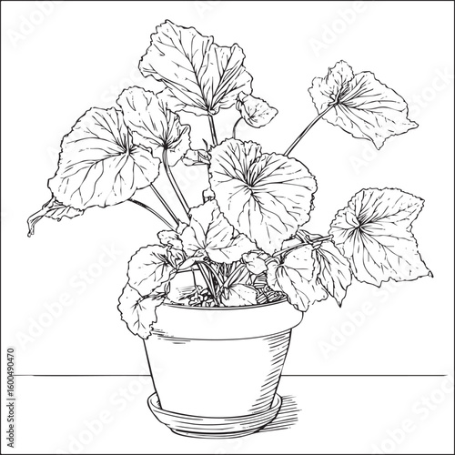 Beautiful indoor plant arrangement in a ceramic pot