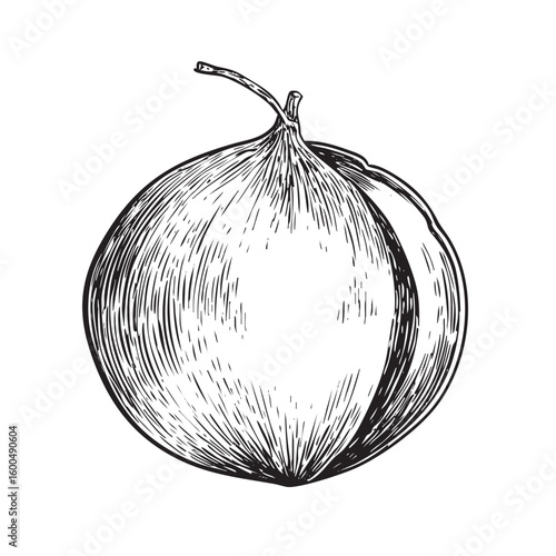 Fresh onion sketch for culinary design, garden theme, food art