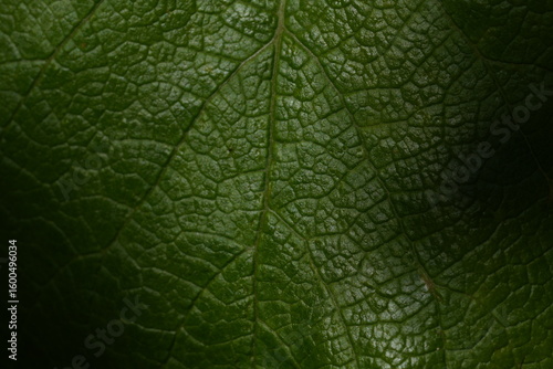 green leaf texture, Macro photography of green leaf texture, leaf texture