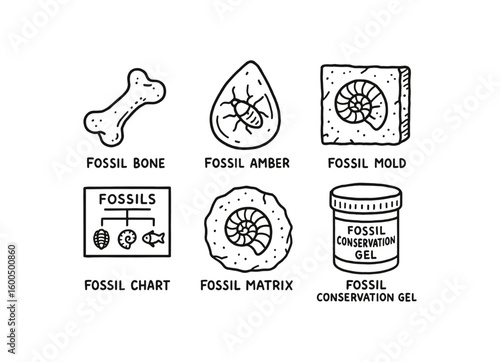 hand drawn cute out doodle style isolated fossil bone fragment fossil amber inclusion fossil molding press fossil taonomy chart fossil rock matri sample fossil conservation gel