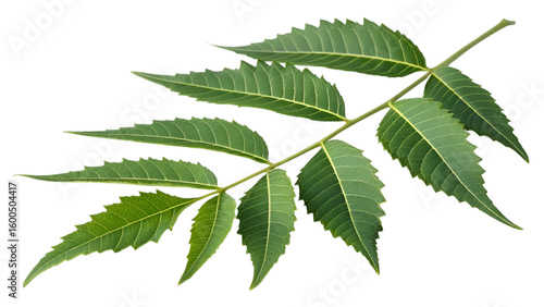 green neem leaf isolated on transparent background