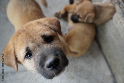 Puppy looking up into camera