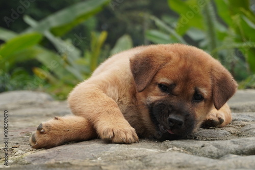 Puppy laying down