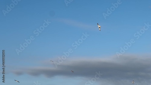 Wallpaper Mural seagulls over the sea Torontodigital.ca