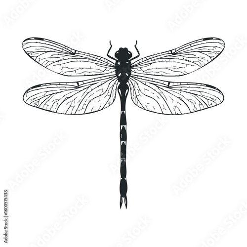 Intricate black and white dragonfly line art illustration