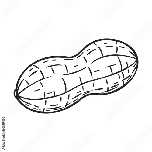 Monochrome outline of single peanut with hatching details