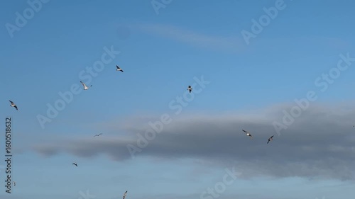 Wallpaper Mural birds in flight Torontodigital.ca