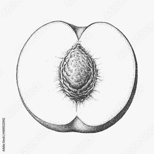 Close up of a peach. Vintage stipple drawing with halftone dots, noisy photocopy grain and bold threshold effect, old print vibe.
