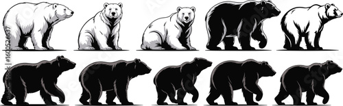 Polar bear, grizzly bear, walking bear, sitting bear, bear silhouette, wild animal, bear vector, wildlife, illustration, predator, forest, arctic, strength, nature, mammal,