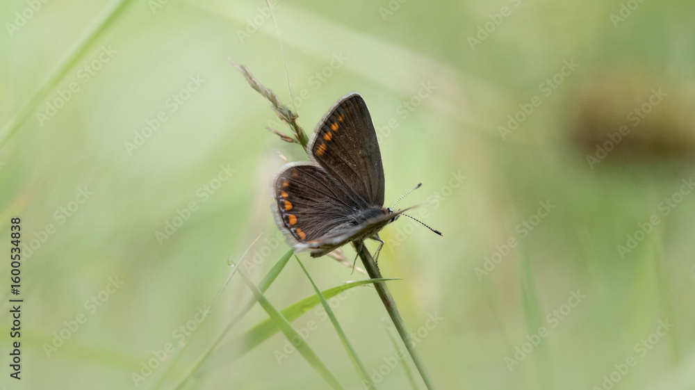 Obraz premium Stunning close-up of a Brown Argus butterfly (Aricia agestis) resting on a blooming flower, capturing vibrant colors and the delicate balance between insect and plant. 