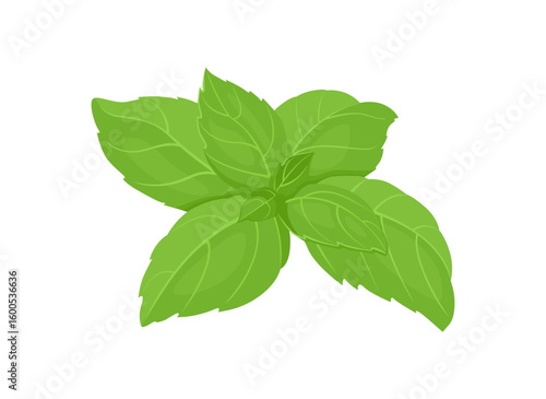 Fresh green basil leaf isolated on white background. Vector cartoon flat illustration. Fragrant herb icon.