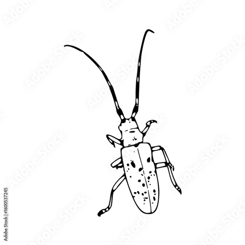 longhorn beetle detailed line art