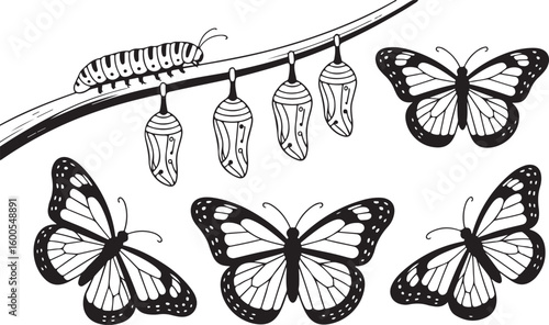 Caterpillar pupae and butterflies on a branch chrysalis butterfly