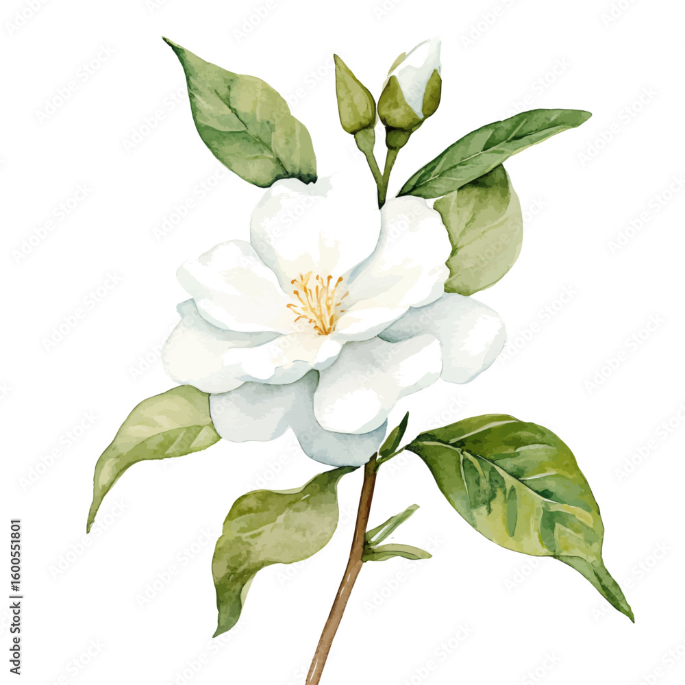 Fototapeta premium My Watercolor illustration with hand-painted Gardenia painting isolated on a white background, illustration, AI painting design, vector set, eps format, My illustration design