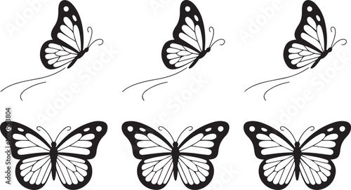 Black butterflies flying and resting butterfly white
