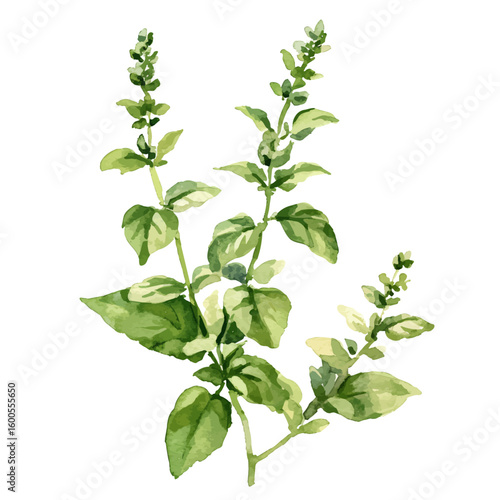 My Watercolor illustration hand-painted Holy Basil painting isolated on a white background, illustration, AI painting design, vector set, eps format, My illustration design